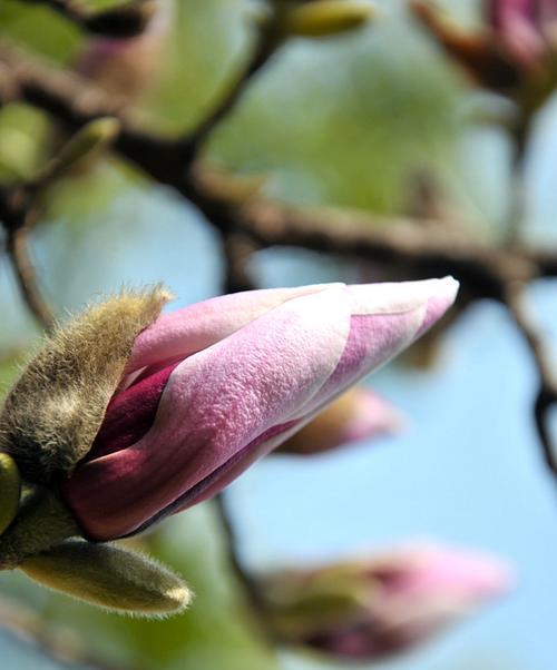白玉兰花什么时候开（白玉兰的花期简介）