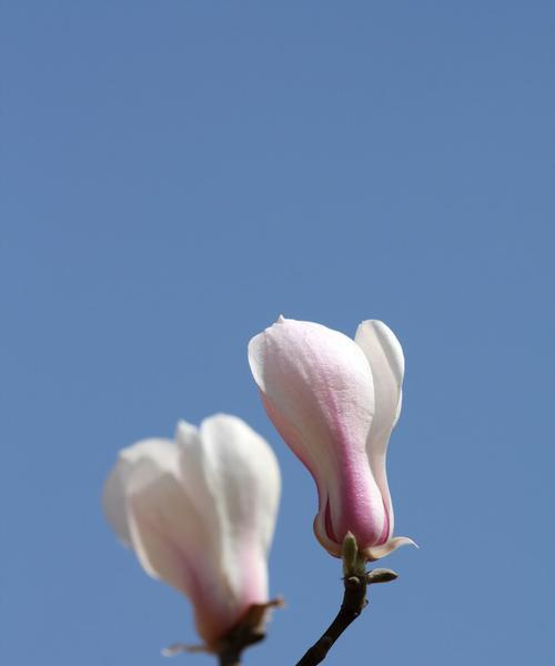 白玉兰花什么时候开（白玉兰的花期简介）