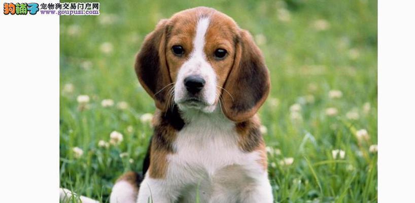 比格犬为什么很少人养（比格犬难养的原因无几）