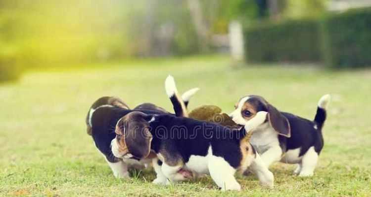 比格犬为什么很少人养（比格犬难养的原因无几）