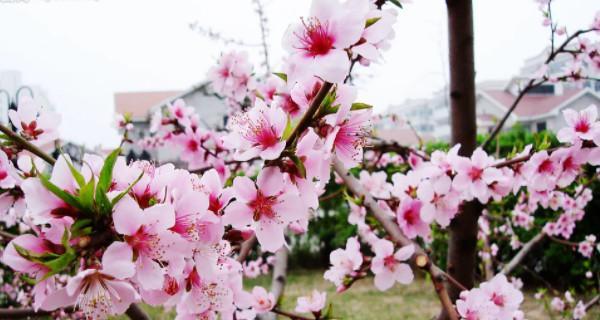 桃树种植季节（桃树种植方法与技巧）