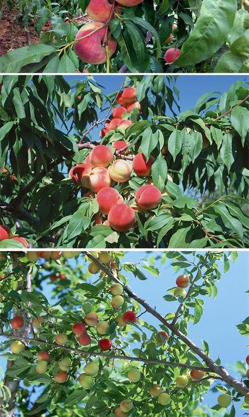桃树种植季节（桃树种植方法与技巧）