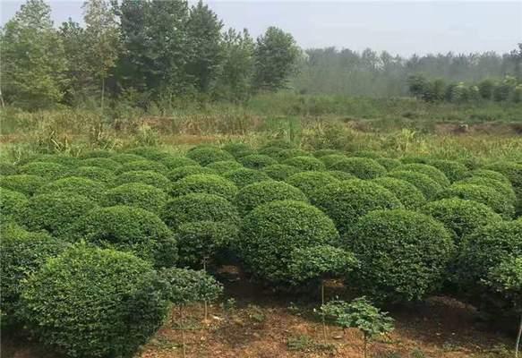 小叶女贞球怎么种植（女贞球种植方法及注意事项）