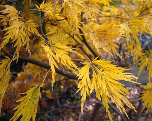 红枫种子怎么种植方法（详解红枫播种技术）