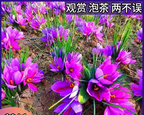 番红花怎么种植和养护（番红花的养殖方法及注意事项）