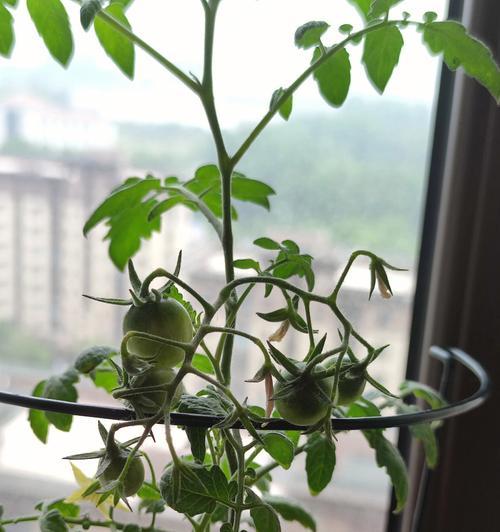 阳台小番茄怎么种植（阳台小番茄的种植与管理）
