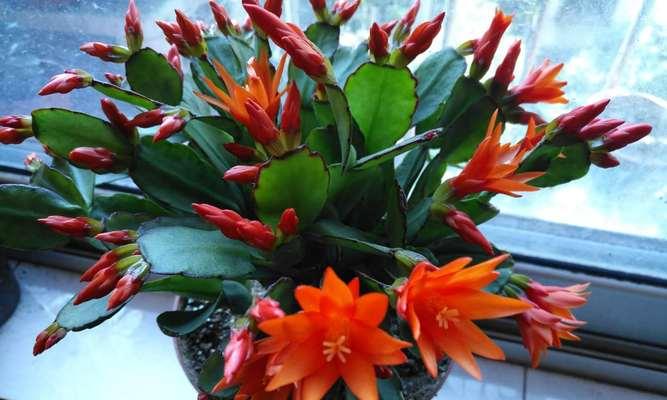 昙花用什么土养（昙花的养殖方法和注意事项）
