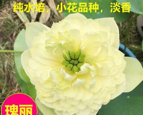 睡莲种子怎么养（睡莲种子的种植方法和注意事项）