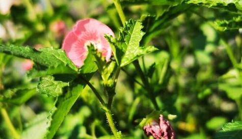 夏腊梅什么时候开花（腊梅的正确养法）