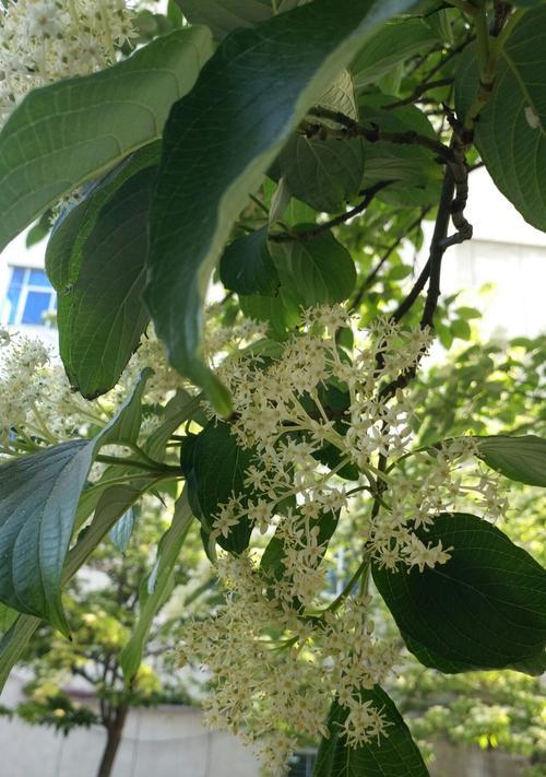 石楠花为什么要种在学校宿舍