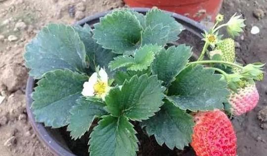 草莓在什么季节种植（草莓露天种植时间和方法）