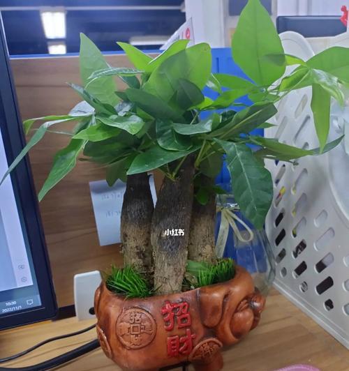 发财树叶子黄了怎么处理（救活发财树的简单方法讲解）