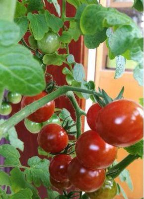 番茄需要多久浇一次水（西红柿种植方法和时间）