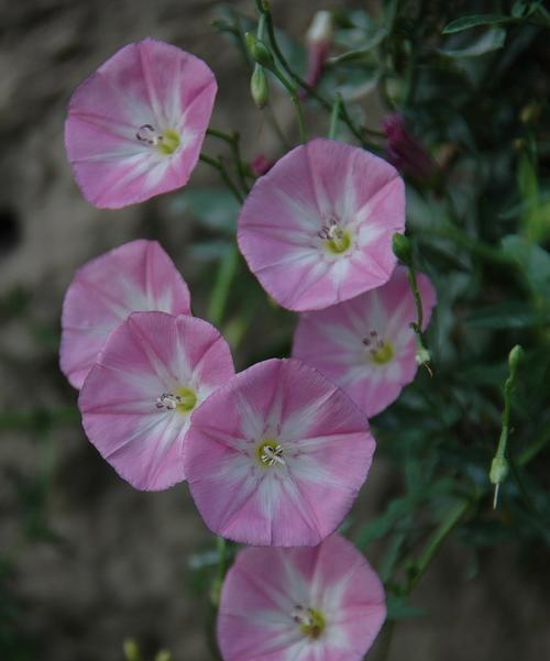 三色旋花什么时候开花（三色旋花的养殖方法讲解）