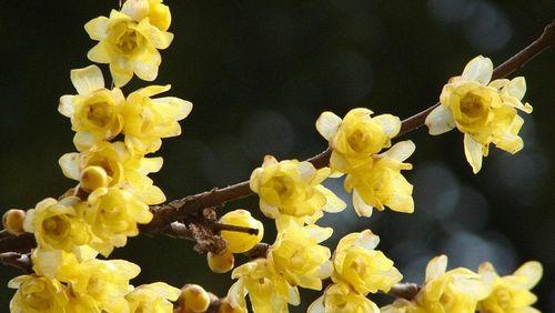 腊梅花怎么培植（详解腊梅花栽培技术）