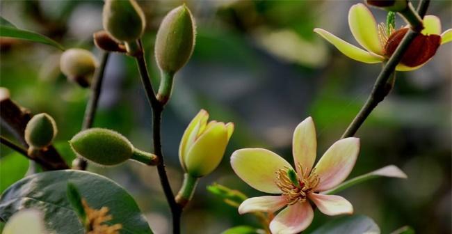 含笑花怎么养生长才会快（有关含笑花栽培技术）