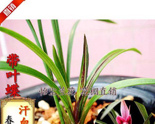 种植兰花用什么土（兰花养殖方法与技巧）