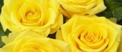 黄色玫瑰寓意和花语（黄玫瑰真正的花语）