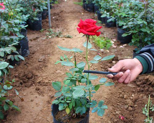 盆栽月季怎么养（月季花盆栽种植方法和时间）