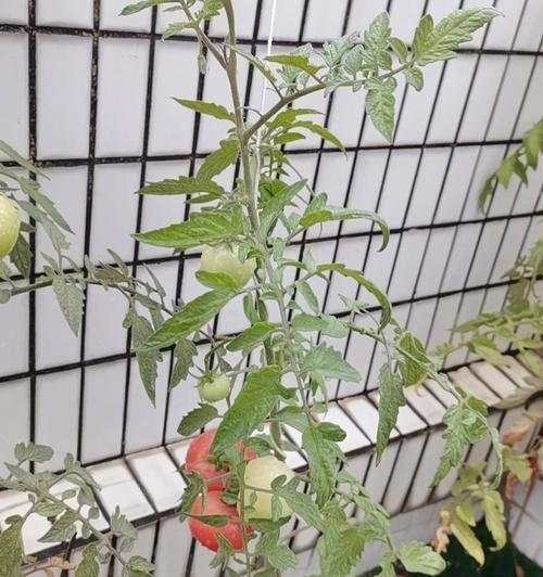 怎样栽种西红柿（有关西红柿种植方法和管理）