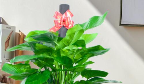 绿萝植物怎么养（分享绿萝的正确养法）