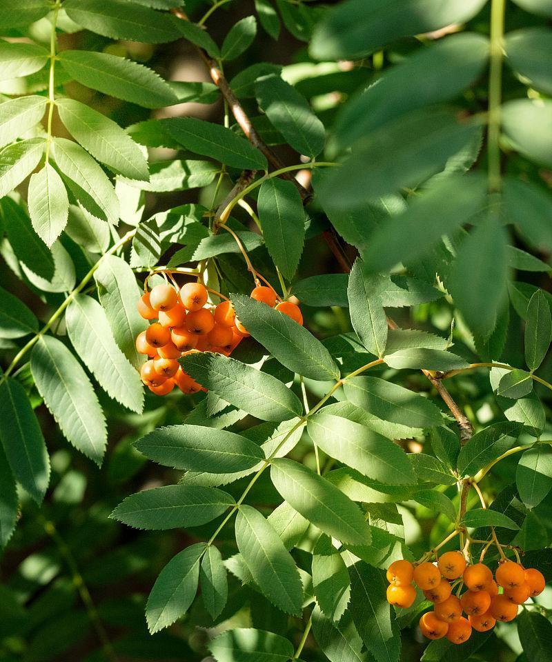 白蜡树种子怎么种植（白蜡树种植和养护）