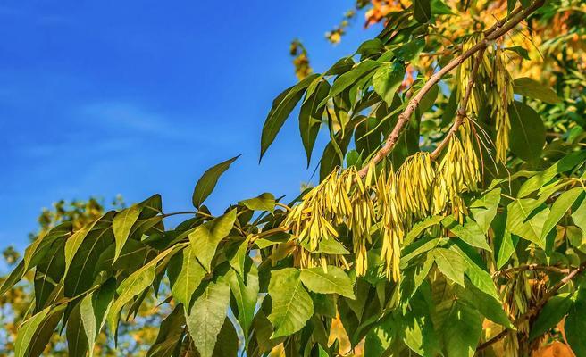 白蜡树种子怎么种植（白蜡树种植和养护）