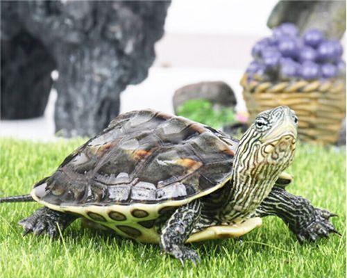 石金钱龟在家里怎么养（石金钱龟的饲养方法讲解）