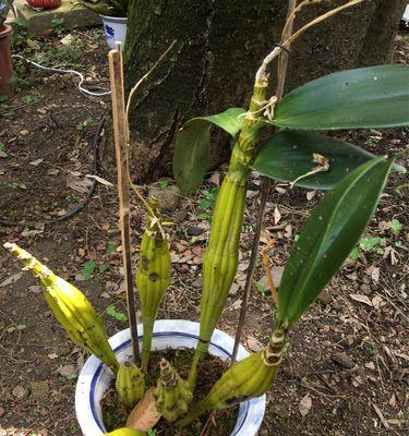 鼓槌石斛的种植方法有哪些（有关鼓槌石斛的种植步骤）