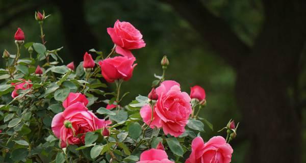 月季花栽培管理技术要点（打造美丽花园的秘密）