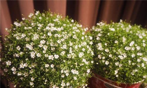 植物满天星怎样养殖（满天星的种植方法及养护）