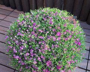 植物满天星怎样养殖（满天星的种植方法及养护）