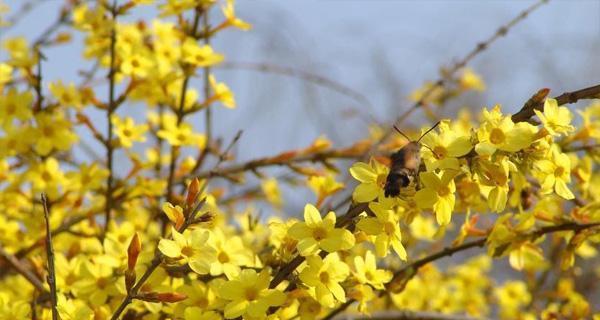 迎春花什么时候开（观赏迎春花花期简介）