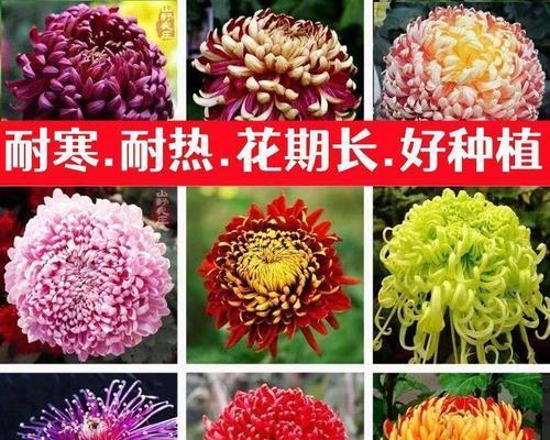 菊花修剪时间和方法（菊花修剪方法图解）