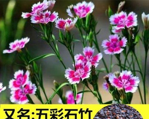 石竹花种子怎么播种（石竹花种子种植方法和时间）