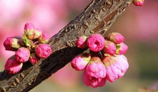 春天开的花有多少种（最常见的春天花朵大全）