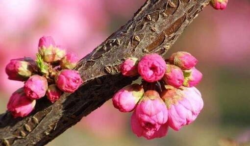 春天开的花有多少种（最常见的春天花朵大全）