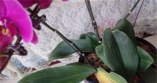 蝴蝶兰浇水小妙招有哪些（养好蝴蝶兰的注意事项）