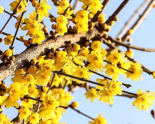 腊梅花什么季节开花（观赏腊梅花花期简介）