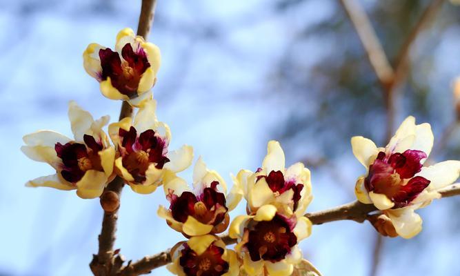 腊梅花什么季节开花（观赏腊梅花花期简介）