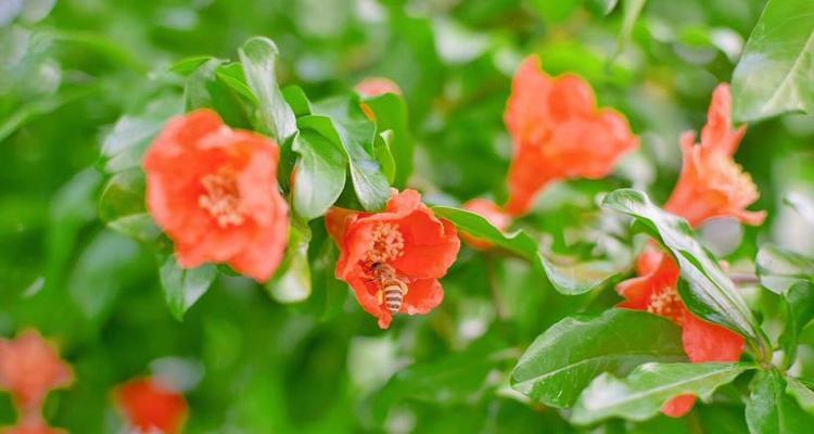 五月适合种什么花（盘点五月开花的植物）