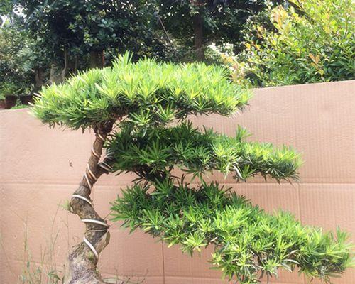 罗汉松哪个品种最名贵（最好看的罗汉松品种）