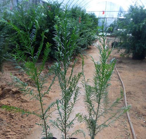 红豆杉树如何种养（红豆杉树种植方法和注意事项）