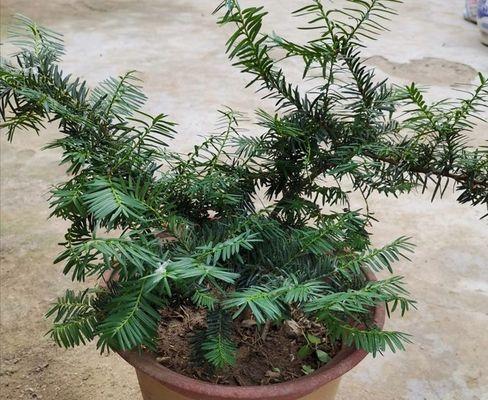 红豆杉树如何种养（红豆杉树种植方法和注意事项）