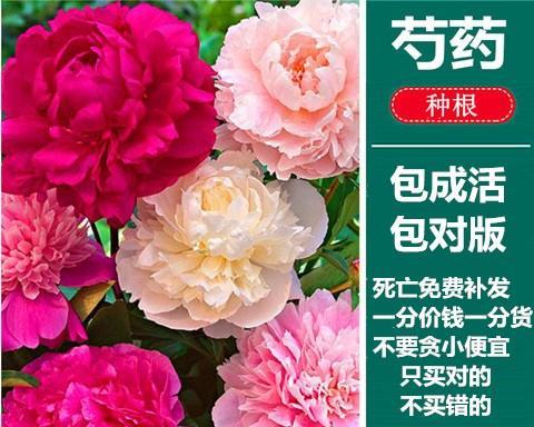 盆栽芍药怎么养护（芍药花的养殖方法和注意事项）