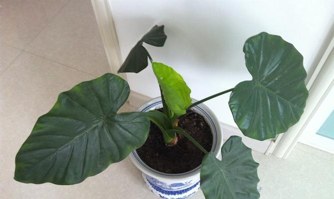 滴水观音绿植怎么养（滴水观音养殖方法和注意事项）