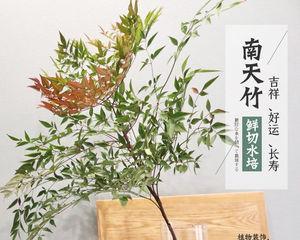 南天竹水培能养多久（详解南天竹水培技术）