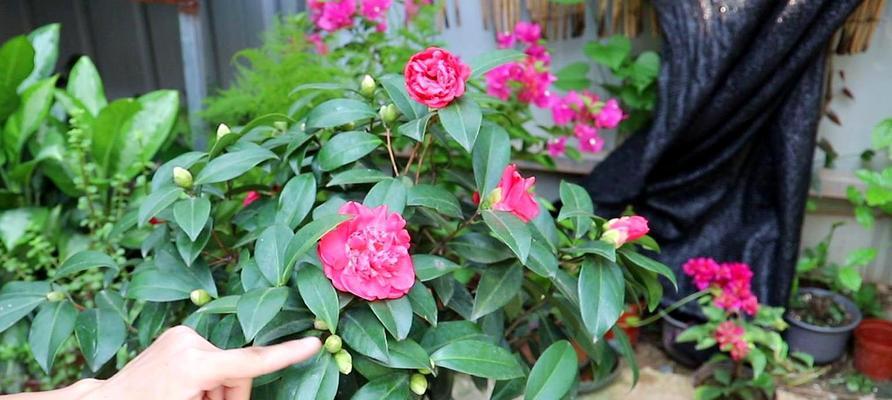 茶花在夏天怎么养（夏季茶花养护知识）