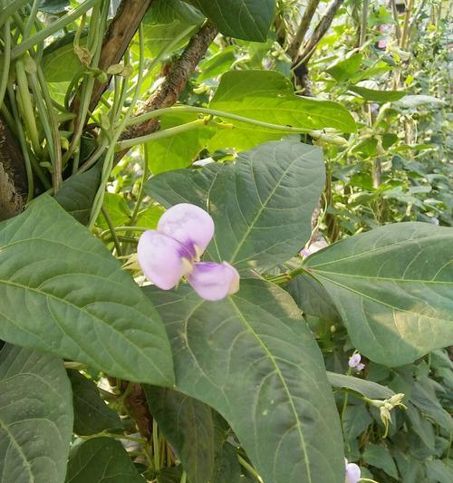 地豆角几月份播种（地豆角种植方法和时间）