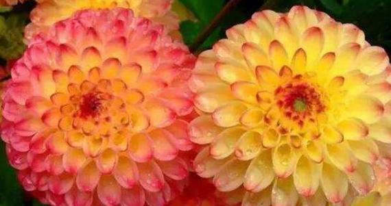 世界上最漂亮的花是什么（最漂亮的花朵大全）
